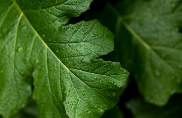 Closeup of green leaves with wáter droplet