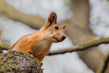 Cute squirrel close-up on a tree. A moment in nature. Portrait of an animal.