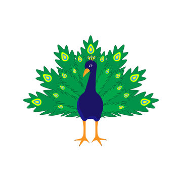 cheerful cartoon peacock on a white background, vector illustration