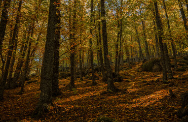 Landscape of chestnut trees forest in autumn, in El Tiemblo, Avila, Castilla y leon, Spain