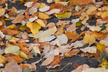 Yellow quince tree leaves fallen down in autumn
