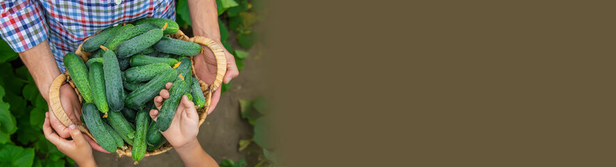 The child and father are holding cucumbers in their hands. Selective focus.