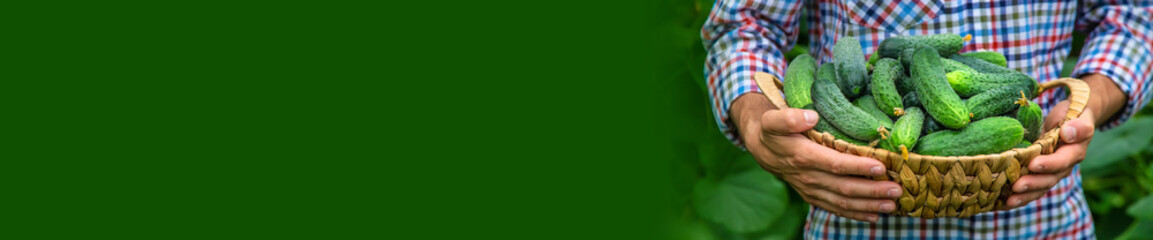 A man holds a harvest of cucumbers in his hands. Selective focus.