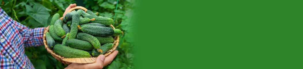 A man holds a harvest of cucumbers in his hands. Selective focus.
