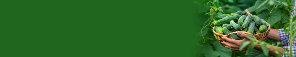 A man holds a harvest of cucumbers in his hands. Selective focus.