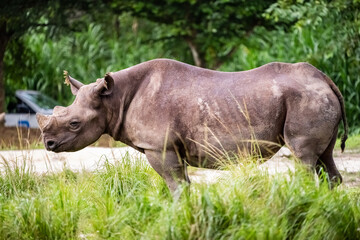 Rinoceronte walking in wildlife reserve