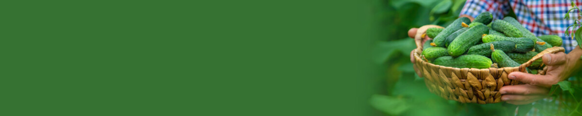 A man holds a harvest of cucumbers in his hands. Selective focus.