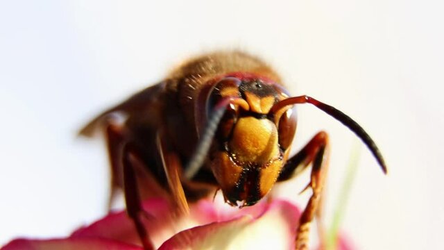 The wasp collects nectar from flowers. A wasp sits on a rose in the garden.Vespidae. Vespinae.Wasp uterus. Insect in a garden.Polistes gallicus