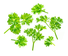 Parsley leaf isolated on white background. Fresh parsley set.