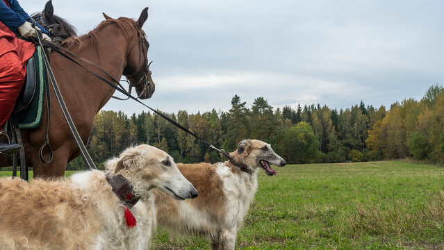 Beautiful russian borzoi or greyhound dogs with horse. Close-up view of dogs and hotse heads. Animal concept.