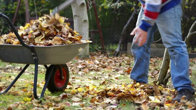 A man raking leaves in the garden. Autumn cleaning of falling leaves. The gardener is throwing bio waste into a bin.