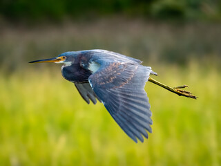 tri-colored heron flying through the marsh