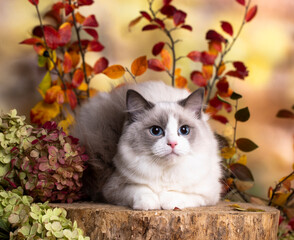 Kittens breed ragdoll and pink flowers, in autumn park