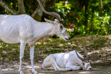 Impala resting  in wildlife reserve