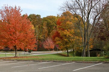 autumn trees in the park