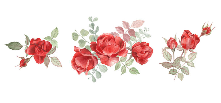 Flower arrangements of the classical red roses painted in watercolor. For greeting cards, wedding invitations and decor, stationery, plates, mugs, stickers and more. Modern vintage style, botanical.