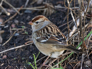White-crowned sparrow foraging on the ground. Brown and beige striped headed immature sparrow. Captured in Richmond Hill, Ontario.