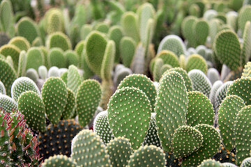 field of green cactus background