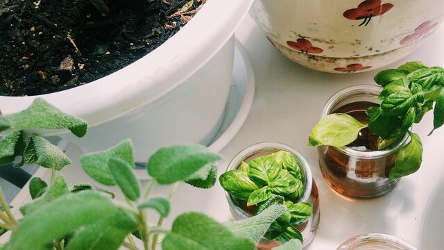 Fresh basil and sage plant cuttings in pots on a table