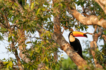 The toco toucan (Ramphastos toco)