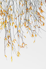 Hanging graceful airy tree branches in autumn on background of light sky, concept of fall