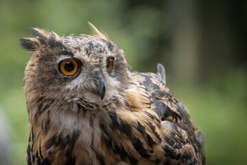 A european uhu closup at a falcrony in saarburg