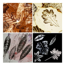  imprints of leaves on paper - collection