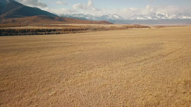 Altai Republic, Siberia, Russia. Rare trees, a highway in an endless field and steppe and huge snowy mountains in the background. Aerial view of the beautiful autumn wildlife of the Altai Territory