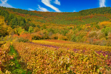 Sunny colorful vineyards landscape in autumn. Rhineland-Palatinate, Germany. Vineyard Rural autumn...