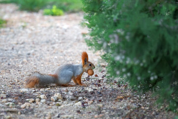 A cute fluffy squirrel holds a walnut in his teeth. A moment in nature. Portrait of an animal.