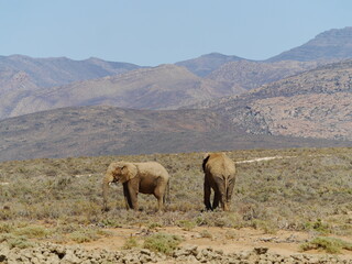 African Elephants Grazing in the Sun at Inverdoorn Game Reserve, a Safari in South Africa Near Cape Town