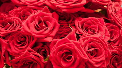 Red natural roses background.