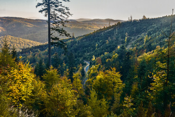 Widok na leśny krajobraz 