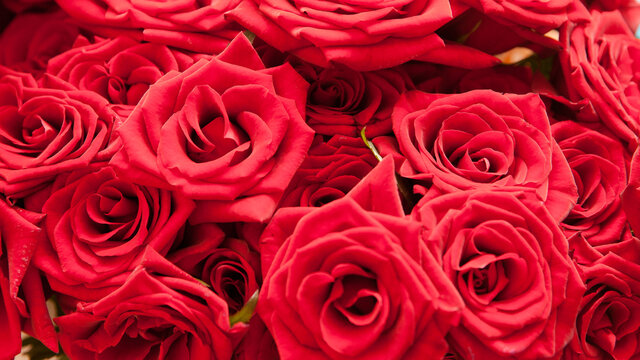 Red natural roses background.