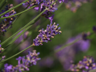 Lavender purple flowers against bokeh background close up