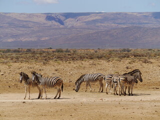Fototapeta na wymiar African Zebras Grazing in the Sun at Inverdoorn Game Reserve, a Safari in South Africa Near Cape Town