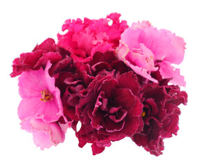  Saintpaulia on a white.