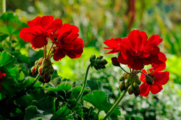 Beautiful geranium flowers.