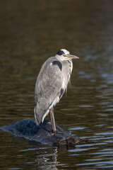 Grey Heron on rock