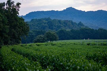 Fototapeta na wymiar China tea tree in mountains at dusk