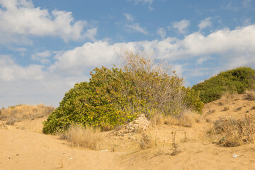 Sand dune blue sky background