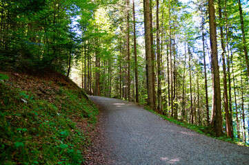 a footpath in the forest with tall green trees by lake Eibsee in Garmisch-Partenkirchen by the foot of Zugspitze mountain (Garmisch, Bavaria, Germany)		