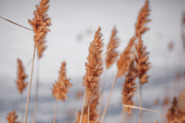 Natural background of reeds against sky. Tall light stalks of reeds sway in wind on background of frozen river. 