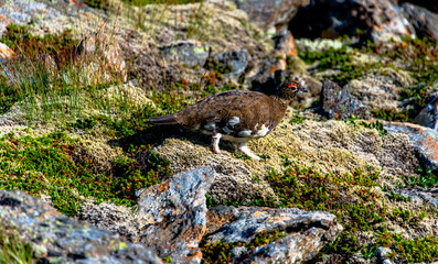 2021_08_10_snaefellsnes ptarmigan Lagopus molts among the rocks 1