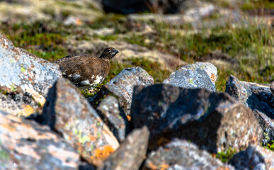2021_08_10_snaefellsnes ptarmigan Lagopus molts among the rocks 3