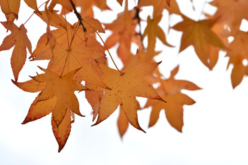 leaves of orange maple in autumn season against white sky