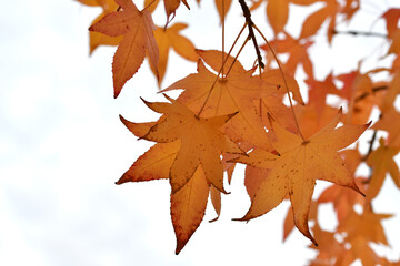 Naklejka na ściany i meble leaves of orange maple in autumn season against white sky