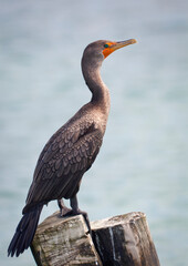 Cormorant. Filmed on the Yucatan Peninsula