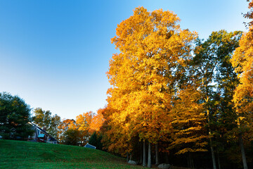 Beautiful New England Fall Foliage with reflections at sunrise, Boston Massachusetts.
