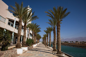 Fototapeta na wymiar Palm trees on the beach. Eilat